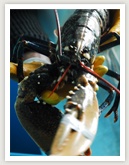 Nous mangeons les produits de la peche